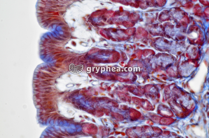 Estomac x160 - gryphea.org